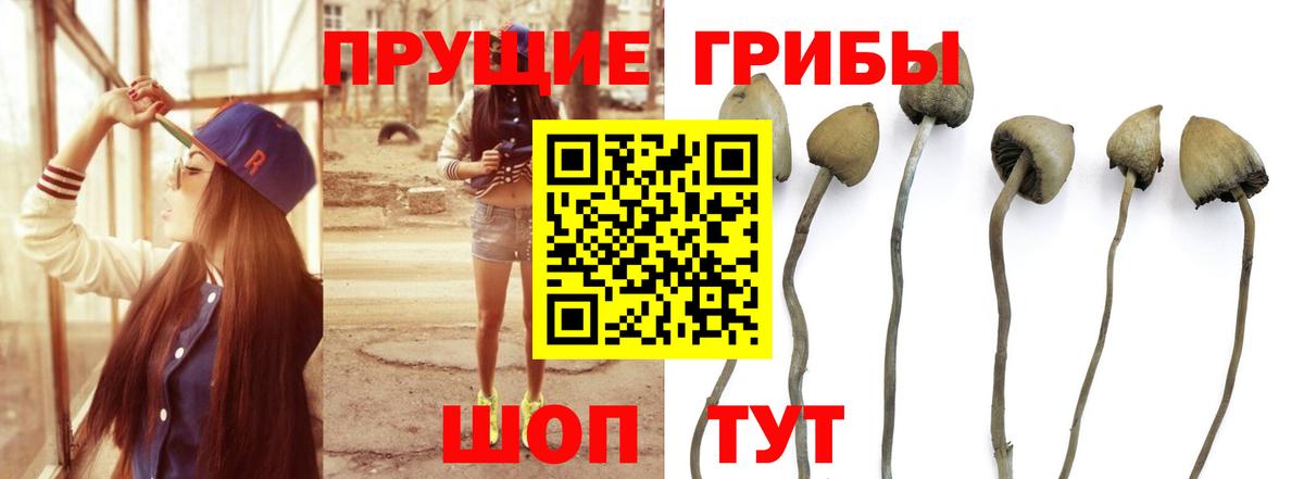 Галлюциногенные грибы Cubensis  Вход с VPN  Ноябрьск 